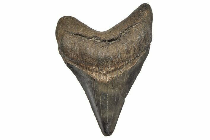 Juvenile Megalodon Tooth - South Carolina #195964
